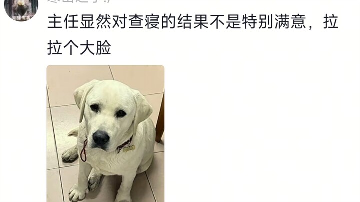 Cười chết mất, cảm giác cả Vũ Hán ai cũng từng nhặt được chú chó Labrador này.