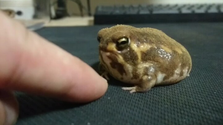[Animals]Teasing my tree frog with my finger