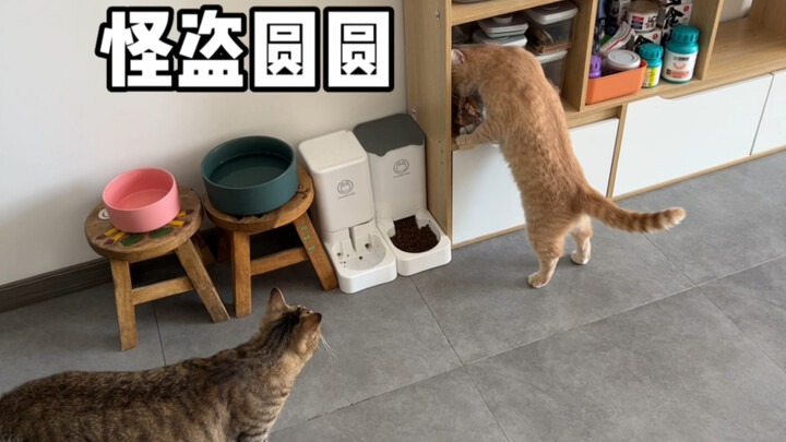 Little Sheep: Snacks can be eaten like this?!