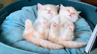 Dua anak kecil tiba-tiba bertambah besar saat mereka tertidur~ Jumlah susunya sangat tinggi, peringa