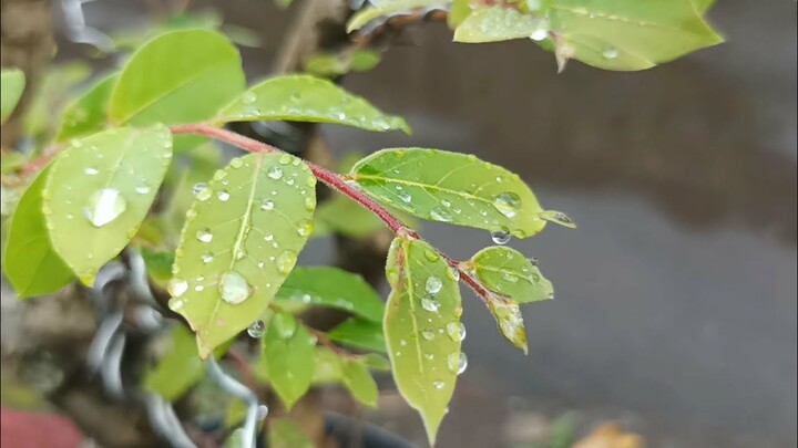 INI DIA !! RESIKO SETELAH BONSSI DI PRUNING TOTAL