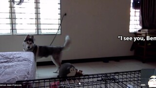 Siberian Husky Destroys Bedroom