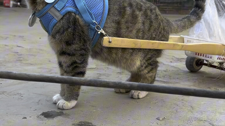 Cat: The whole cat was stunned at that time!!