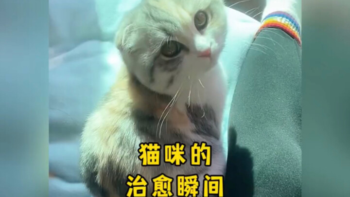 ใครจะไปปฏิเสธลูกแมวน่ารักแบบนี้ได้ล่ะ?