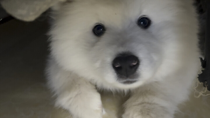 Pukulan kecantikan dari si anjing laut kecil!!!