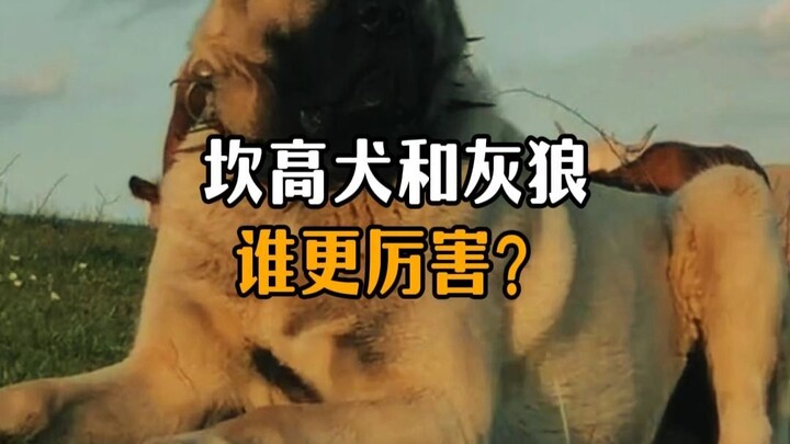 Which is stronger, the Kangal dog or the gray wolf?