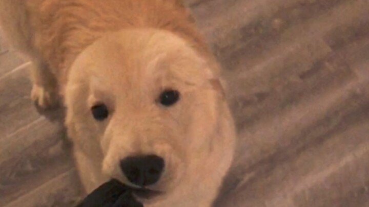 Xiao Mi: Aunt Jiang, who always says I look like a dog, got a little flustered when she met a real d
