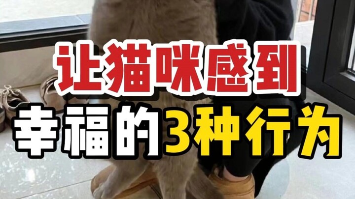 ثلاثة تصرفات تظهر على القطط عندما تشعر بالحب.. كم منها تجدها لدى قطك؟