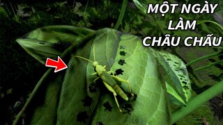 MỘT NGÀY LÀM CON CHÂU CHẤU | GNDTT