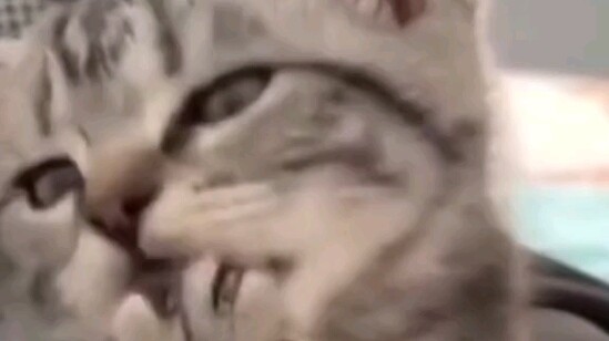 خليها جامحة، كن رجلاً قوياً!