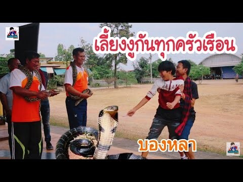 หมู่บ้านงูจงอาง​ เลี้ยงดูเหมือนลูกเหมือนหลาน