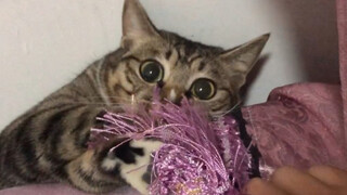 Cute cat video