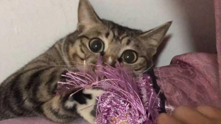Cute cat video