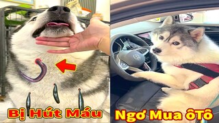 Thú Cưng TV | Ngáo Và Ngơ #55 | chó thông minh vui nhộn | Pets funny cute smart dog