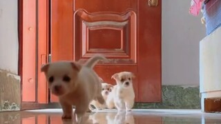 Giải thưởng Hành vi Động vật 129