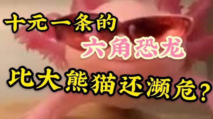 Cá kỳ lân sáu cạnh giá chỉ 10 tệ/con, hóa ra còn nguy cấp hơn cả gấu trúc lớn?