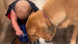 تسجيل إطعام الطفل اللطيف للكلب المُصلح