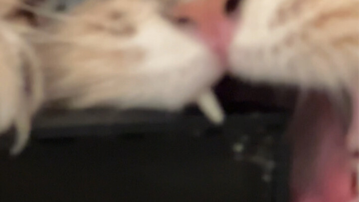 How strong is a cat's revenge?