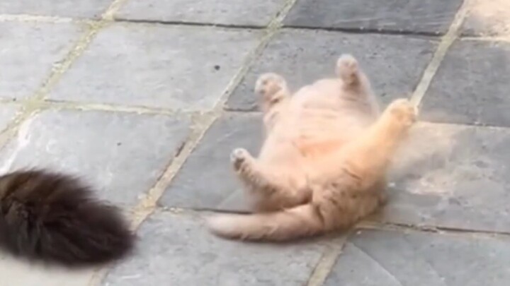 Kucing kecil bodoh itu terlalu gemuk sehingga tidak bisa membalikkan badannya