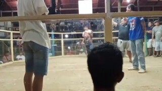 7 Stag NCGBA Champion, 3rd fight Loss Elims, Dec 28 2024,Villahermosa cockpit Tudela Camotes cebu