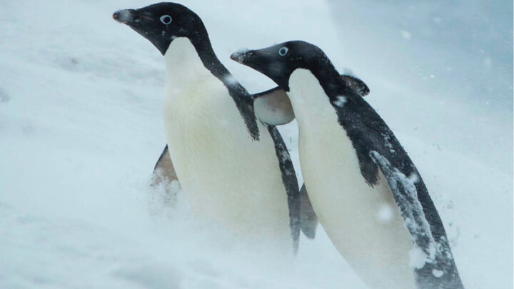 Penguin: Being neighbors with Adélie penguins has used up all my lifetime’s luck!