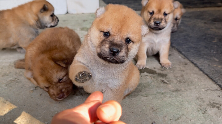 Lima anak anjing imut sekarang sudah membuka mata, ingin menjelajahi dunia baru—dengan penampilan me