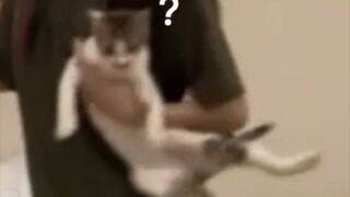 The price of Xiao Mi's adoption is to practice dancing with Yi Qi