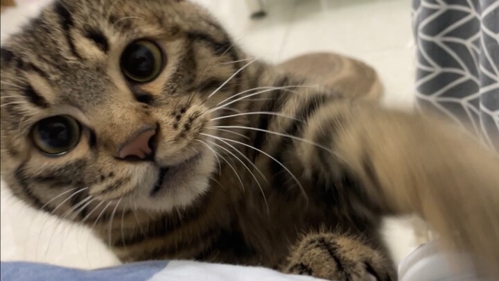 Siapa bilang kucing penggerak depan enggak bertenaga?