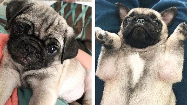 AWW 🥰 The Best Adorable Pug Puppies in The Planet Makes Your Heart Melt | Cute Puppies