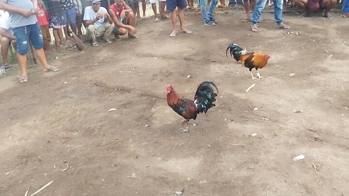 sisiw Vs Cock
