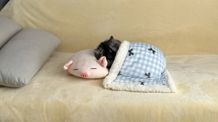 ‘🐱Mèo đây đã ngủ, kết thúc buổi phát sóng’