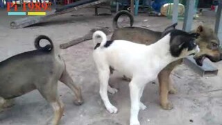 Con chó - con cún con - cún con ơi siêu dễ thương