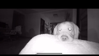 Ternyata seluruh kehidupan seekor anak anjing dihabiskan dalam penantian...