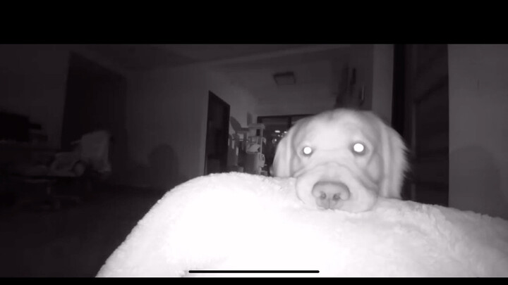 It turns out a puppy spends its entire life waiting...