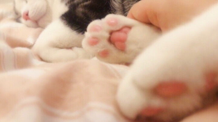 Such a soft and cute little paw pad—feeling it must be super bouncy, right?