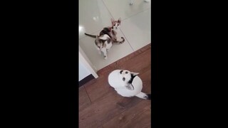 Cats Meow: Too eager to play