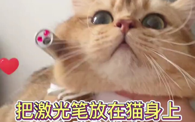 What happens if you put a laser pointer on a cat?