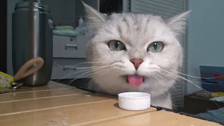 Pengalaman imersif menonton kucing kecil minum air