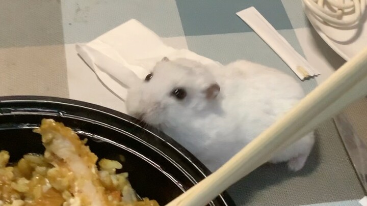 [Hamster] The awesome seduction backfires—blood pressure is spiking!