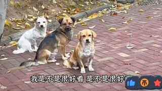 รวมสุนัขที่เข้าใจภาษาคน สามารถสื่อสารกับมนุษย์ได้อย่างไร้ปัญหา ไม่ส่งไปโรงเรียนคงเสียดายเลย