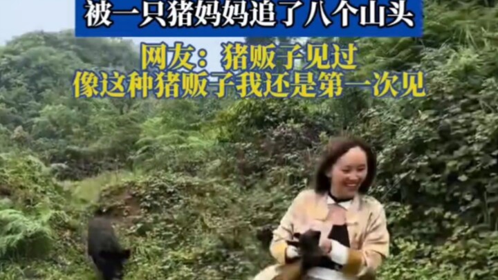 A girl was holding a little wild pig when she got chased across eight mountain ridges by its mom—net