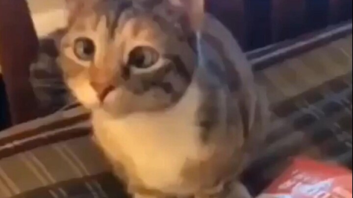 Kitty, you can eat the fries!