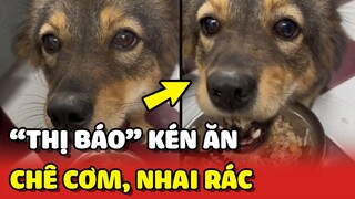 Thị Báo siêu KÉN ĂN, chê cơm nhưng thích nhai RÁC KHÔ và cái kết 😂 | Yêu Lu