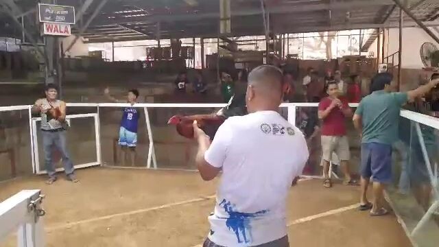 2nd fight fast to kill win meron mariveles cock arena