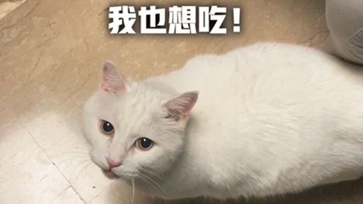 The little human generously shared corn with Big Mi, only to have Uncle Hu snatch it away!