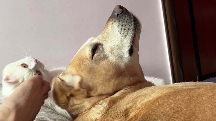 Hewan peliharaan siapa yang tidak kasihan sama tuannya?