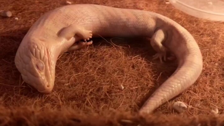 กิ้งก่าลิ้นสีน้ำเงิน: เพลงพื้นหลังอันแสนเศร้า