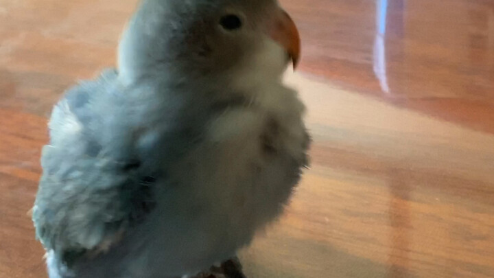 Fluffy Chicken After a Bath