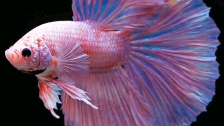 Insane Betta Fish ❗