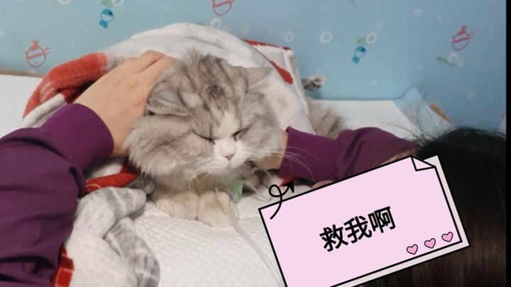 Kucing manja yang terlalu dekat dengan ibunya, saat di rumah sakit malah digendong dan digeber-geber